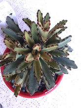 Load image into Gallery viewer, Kalanchoe tomentosa Golden Girl