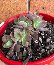 Load image into Gallery viewer, Echeveria Curls Crested