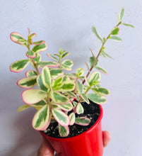 Load image into Gallery viewer, Portulaca variegated sunjewels