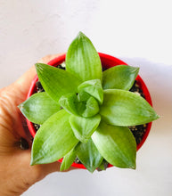 Load image into Gallery viewer, Haworthia cymbiformis