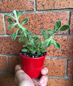 Plectranthus caninus Compact Vicks Plant