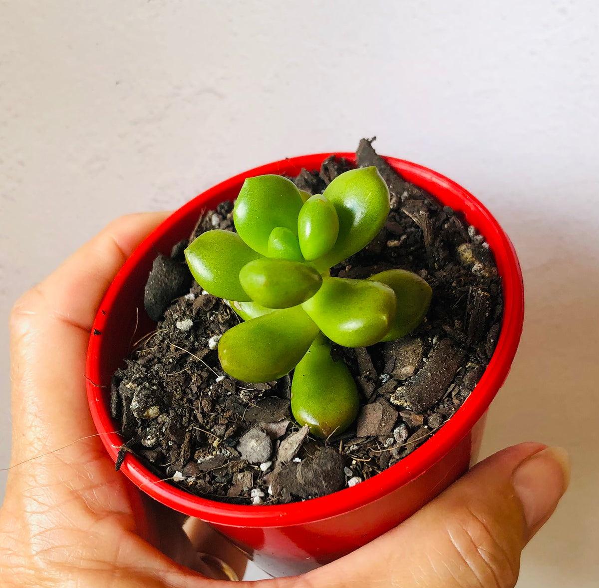 giant jelly bean succulent Sedum lucidium Giant Jelly Bean – The Succulent Garden