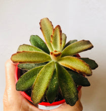 Load image into Gallery viewer, Kalanchoe tomentosa Chocolate Soldier