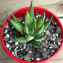 Load image into Gallery viewer, Haworthia reinwardtii