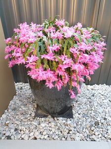 Zygocactus Schlumbergera