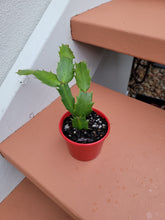 Load image into Gallery viewer, Zygocactus Schlumbergera