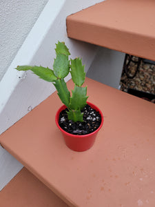 Zygocactus Schlumbergera