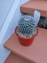 Load image into Gallery viewer, Mammillaria hahniana