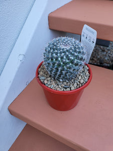 Mammillaria hahniana