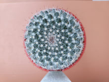 Load image into Gallery viewer, Mammillaria hahniana