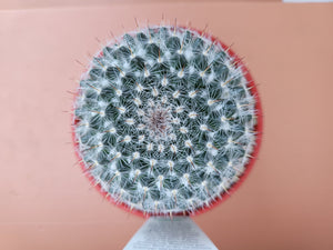 Mammillaria hahniana