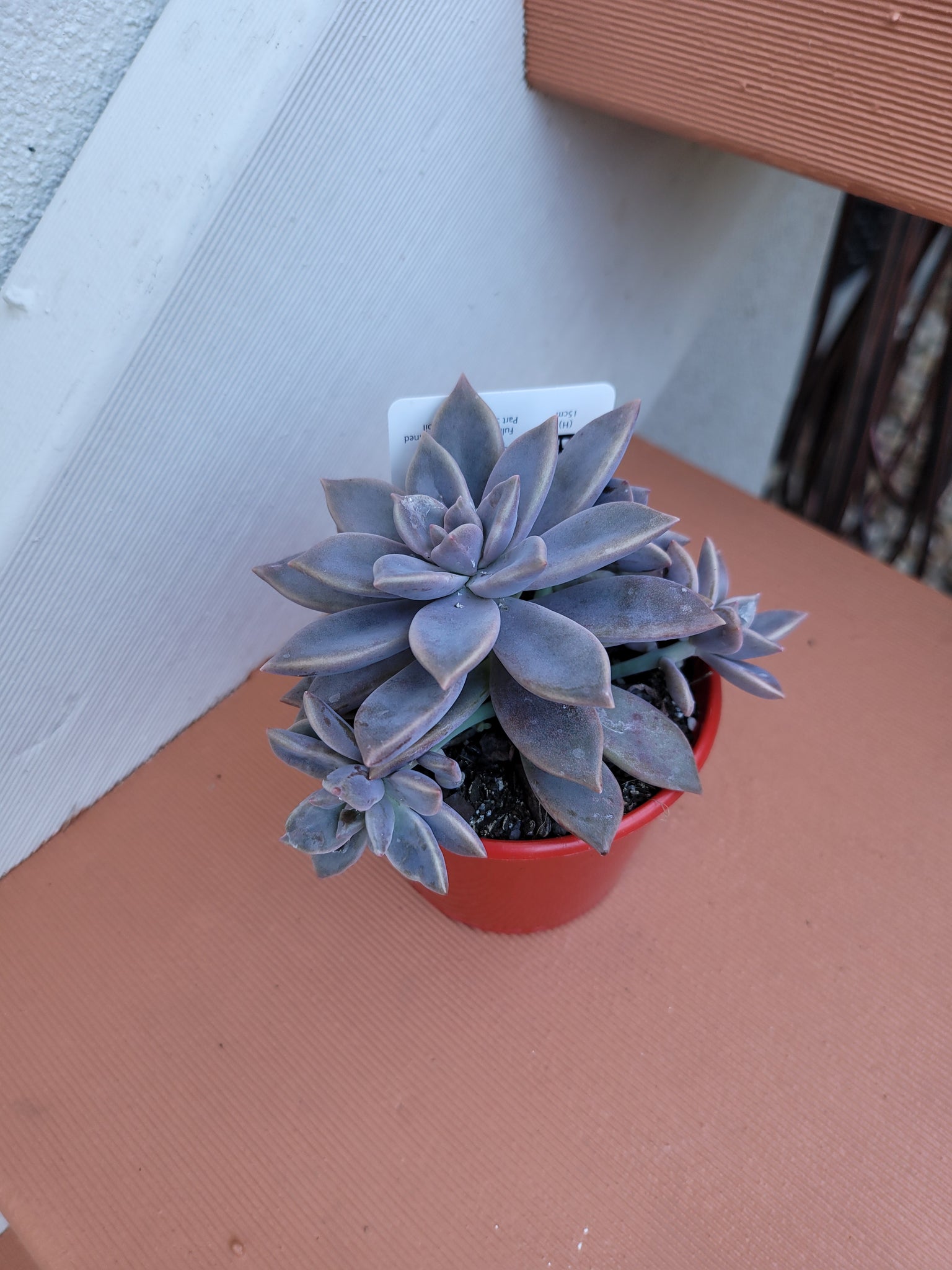 rose queen succulent Graptoveria Rose Queen – The Succulent Garden