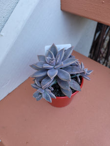 Graptoveria Rose Queen