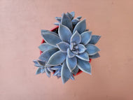 Graptoveria Rose Queen
