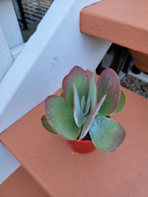 Load image into Gallery viewer, Kalanchoe thyrsifolia Flapjack Paddle plant