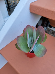 Kalanchoe thyrsifolia Flapjack Paddle plant