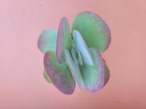 Kalanchoe thyrsifolia Flapjack Paddle plant
