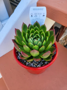 Echeveria Frank