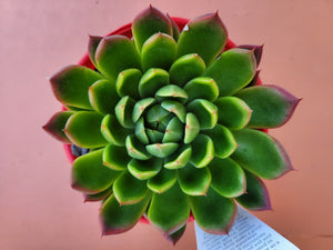 Echeveria Frank