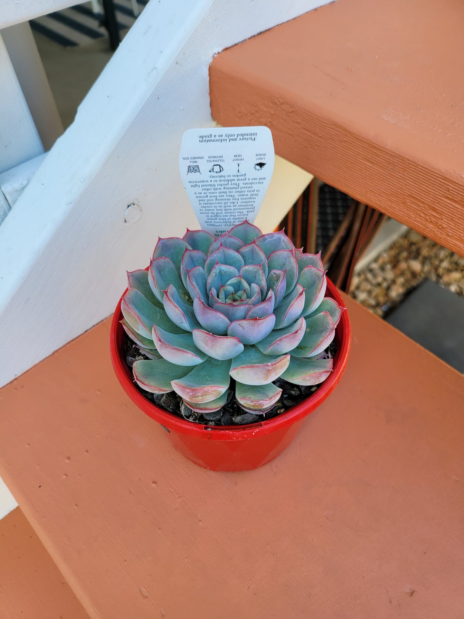 hercules succulent The Succulent Garden :: Echeveria 'Hercules'