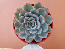 Load image into Gallery viewer, Echeveria Hercules