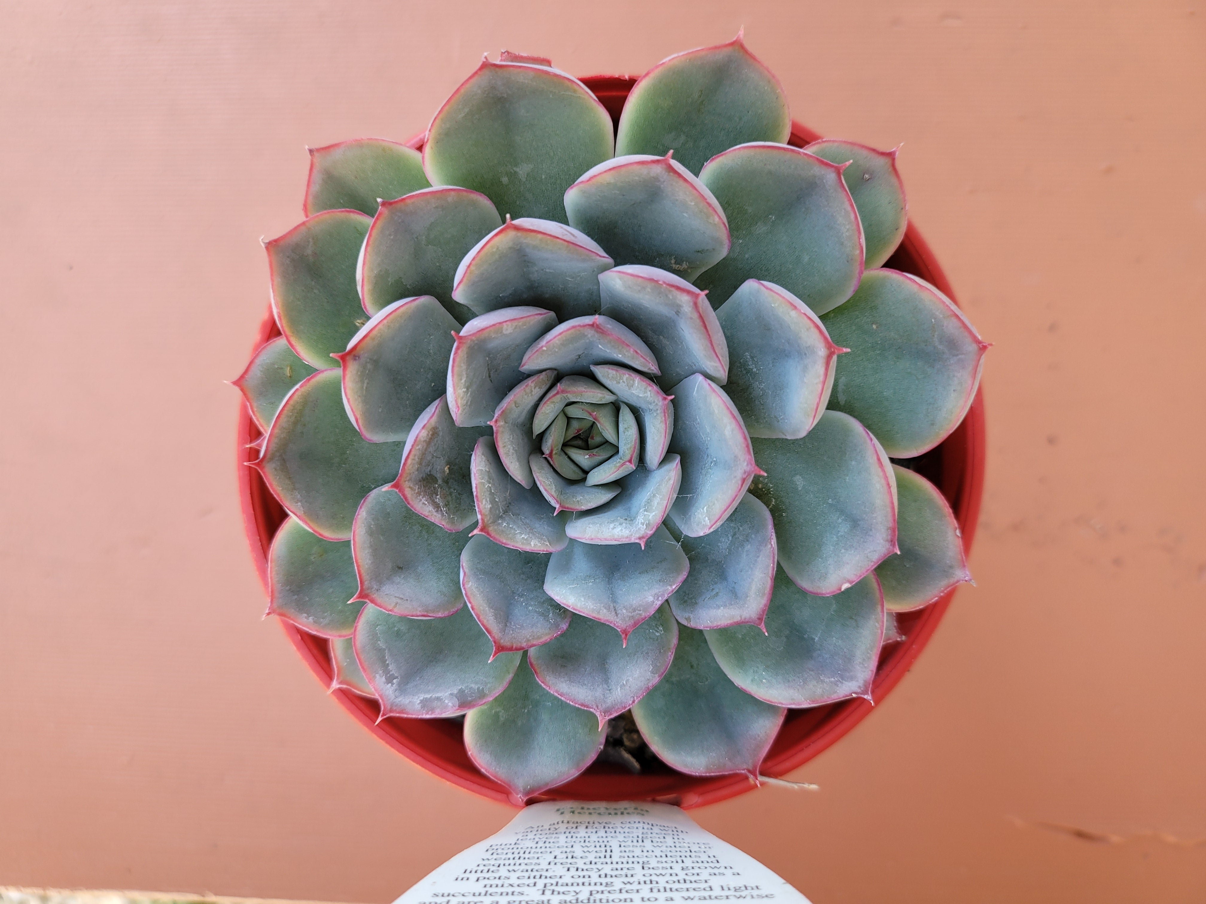 hercules succulent The Succulent Garden :: Echeveria 'Hercules'