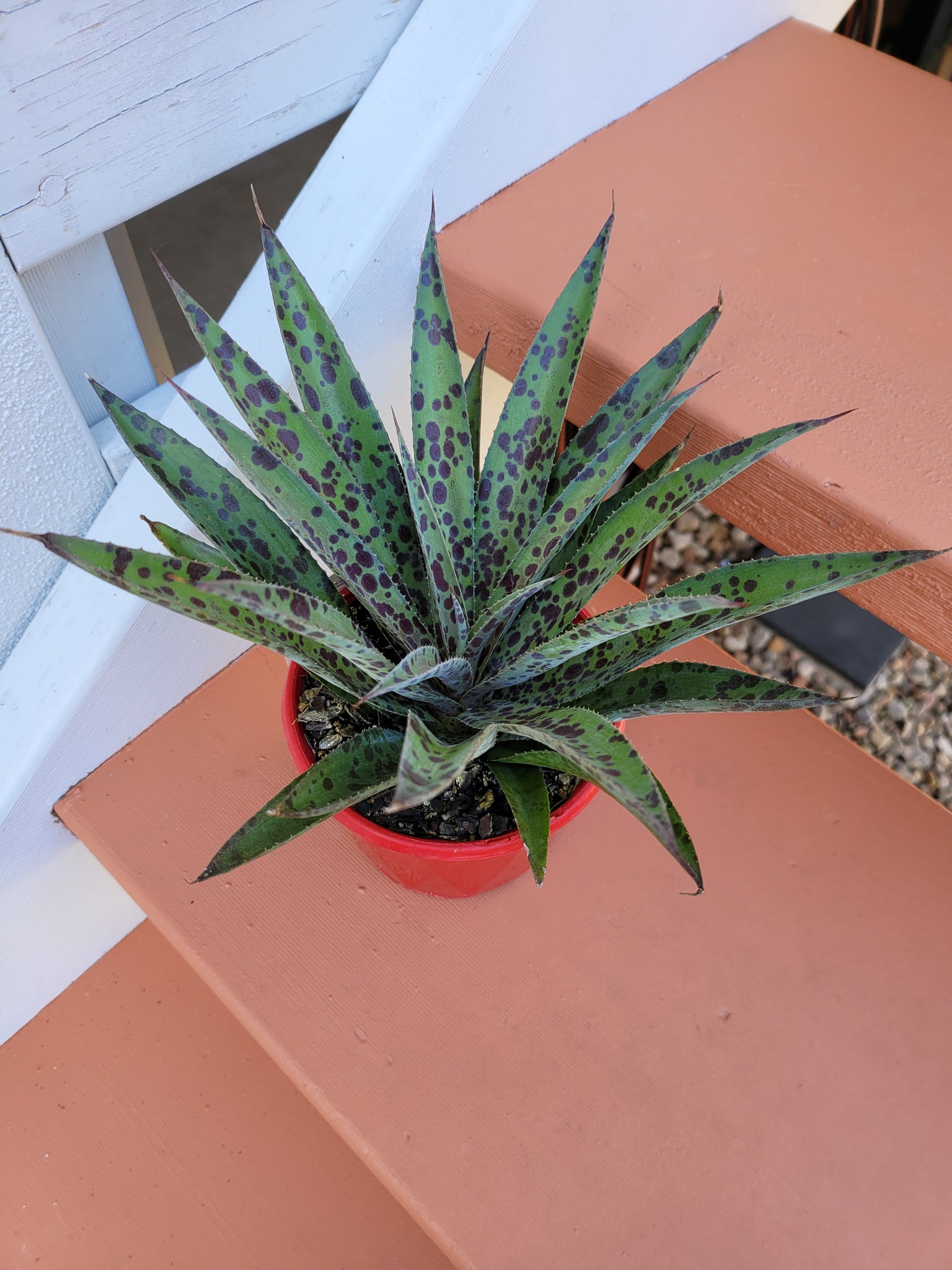 pineapple express plant succulent Mangave Pineapple express – The Succulent Garden