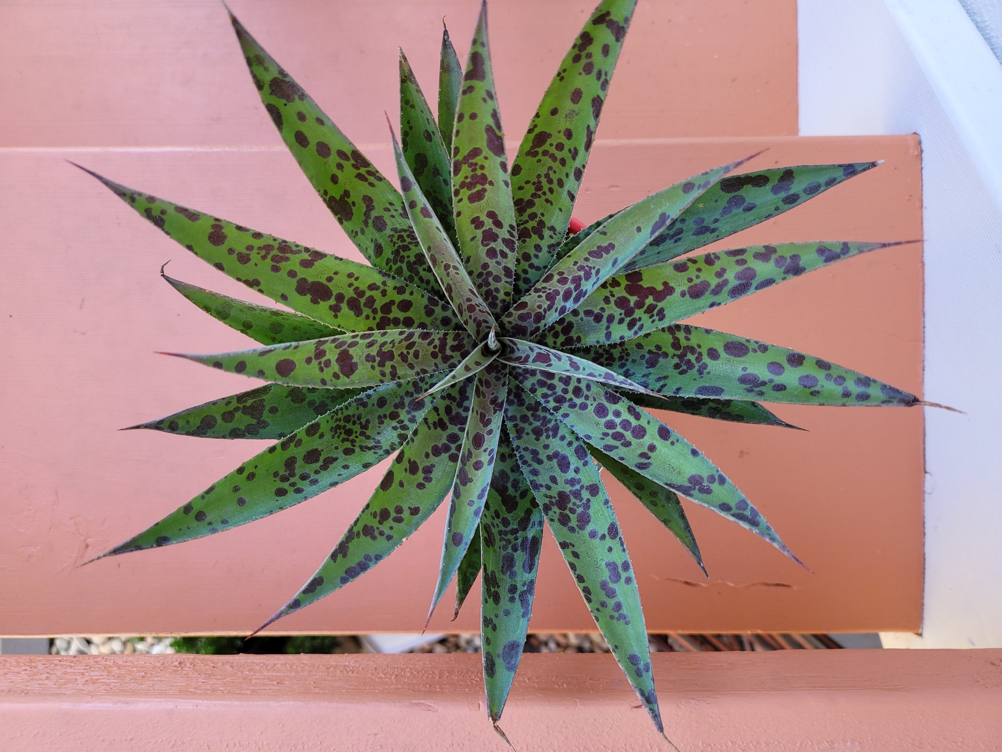 pineapple express succulent Mangave Pineapple express – The Succulent Garden