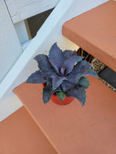Load image into Gallery viewer, Agave maculosa x Agave macroacantha - Mangave Night Owl