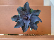 Load image into Gallery viewer, Agave maculosa x Agave macroacantha - Mangave Night Owl