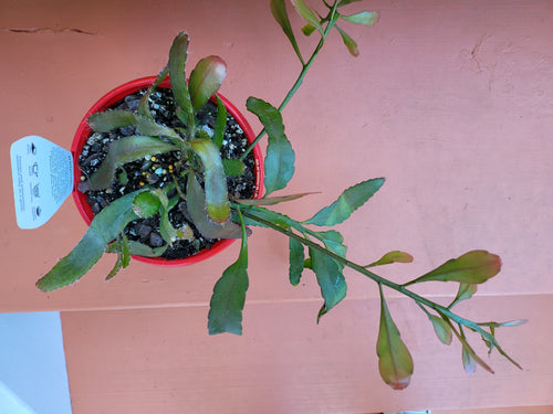 Rhipsalis ramulosa Red Coral