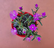 Tricodiadema barbatum