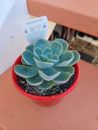 Echeveria Blue Alice