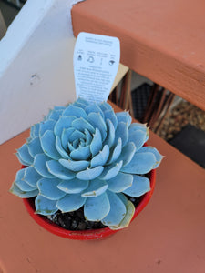 Echeveria Blue Cloud