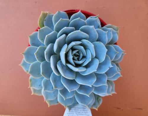 Echeveria Blue Cloud