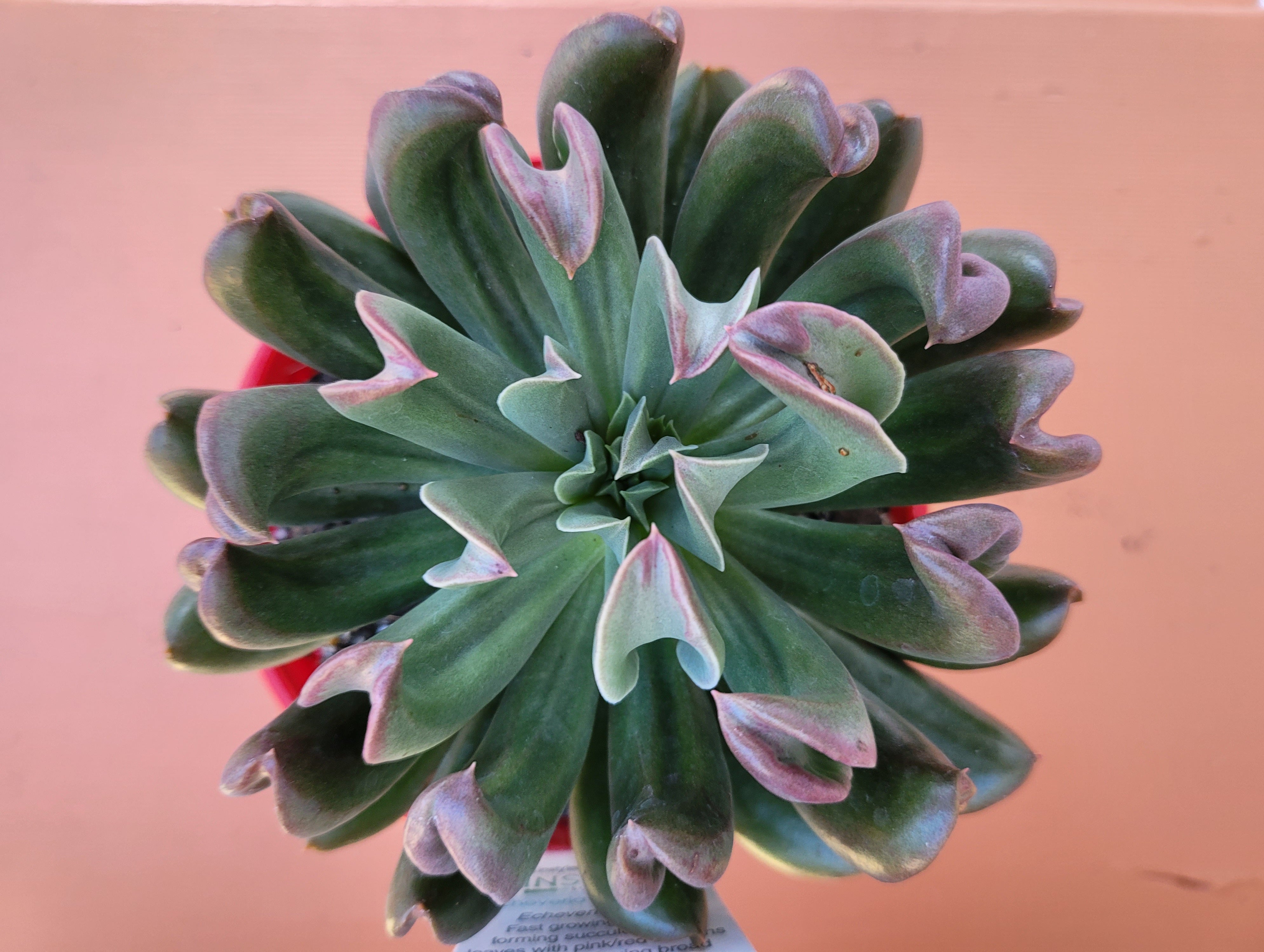darth vader succulent Echeveria Dark Vader – The Succulent Garden