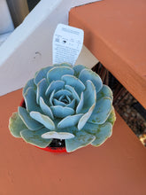 Load image into Gallery viewer, Echeveria runyonii