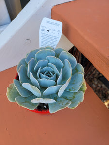 Echeveria runyonii