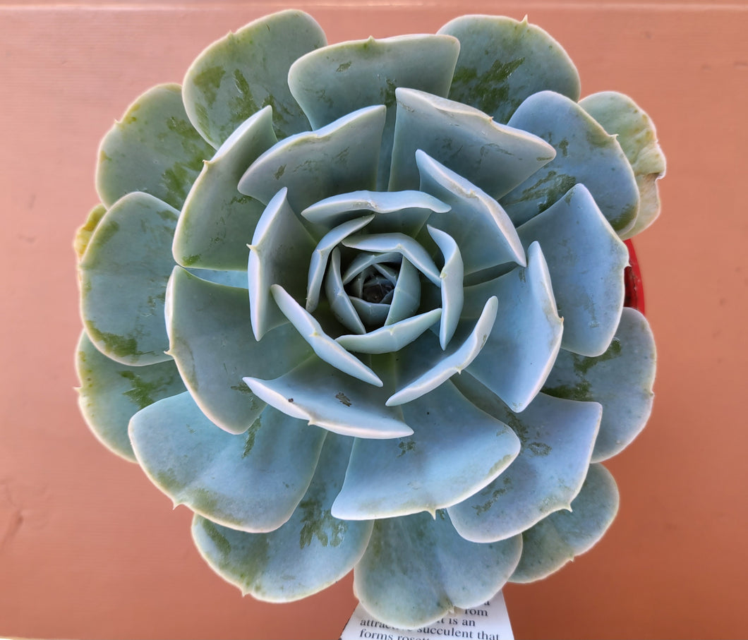 Echeveria runyonii