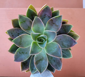 Graptoveria Jules