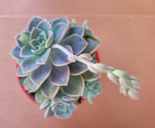 Load image into Gallery viewer, Graptopetalum rusbyi