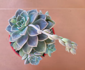 Graptopetalum rusbyi