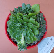 Echeveria setosa var. ciliata