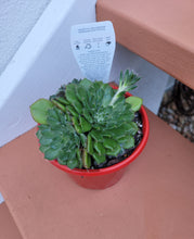 Load image into Gallery viewer, Echeveria setosa var. ciliata