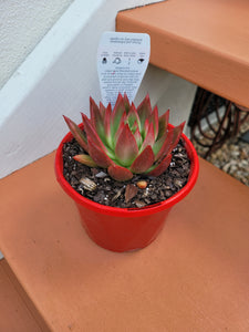 Echeveria agavoides 'Frank Reinelt'