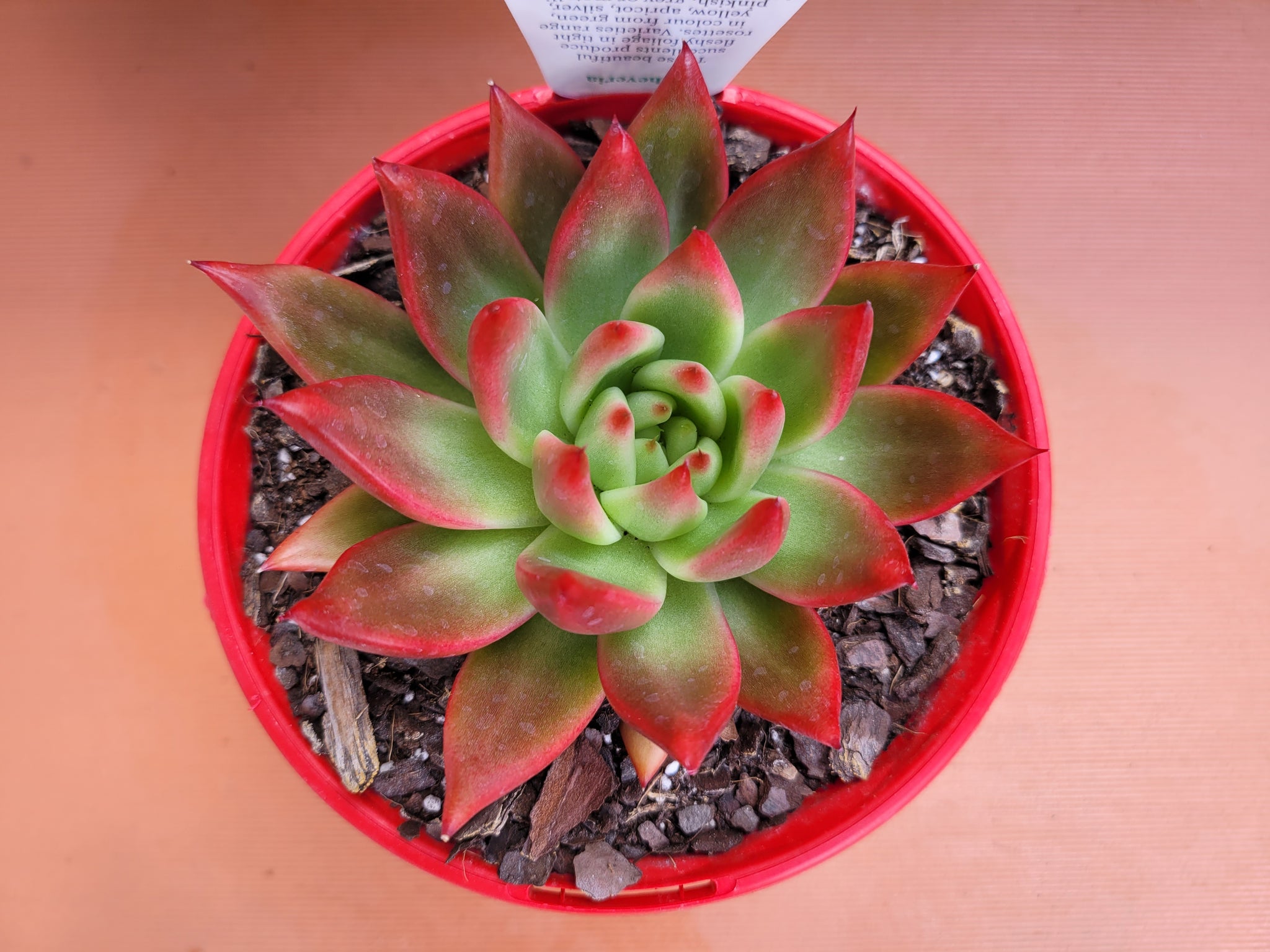 frank reinelt succulent The Succulent Garden :: Echeveria agavoides 'Frank Reinelt'