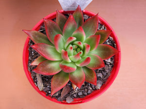 Echeveria agavoides 'Frank Reinelt'