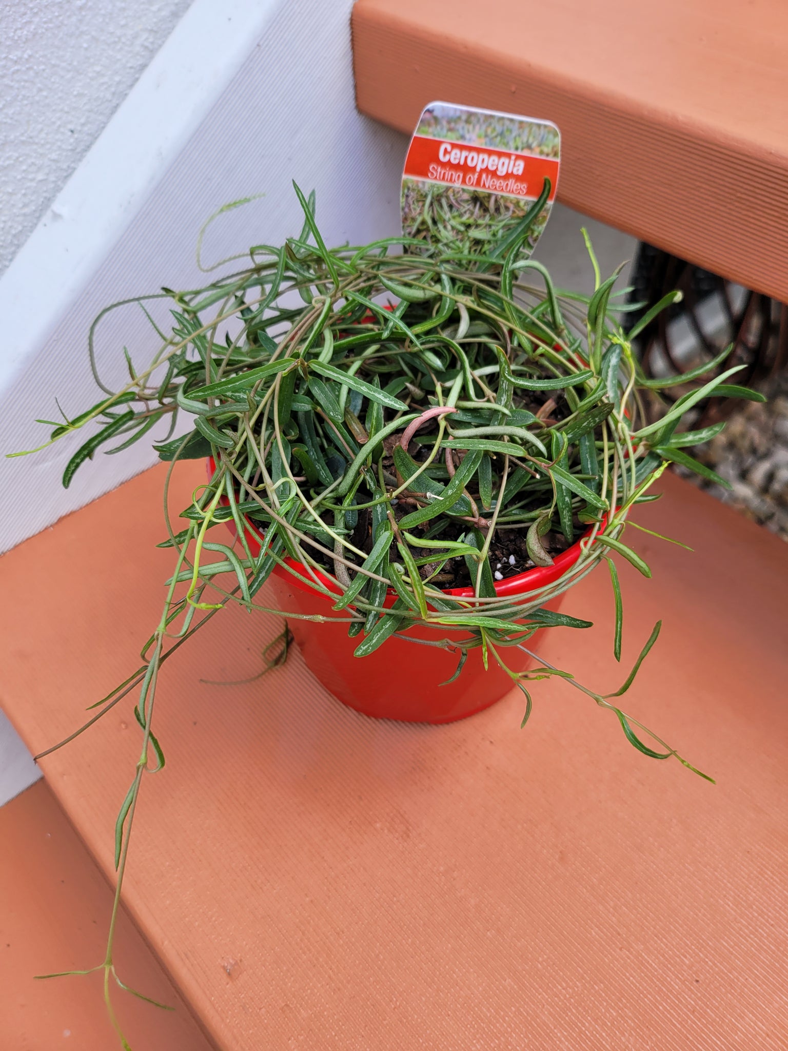 string of needles succulent Ceropegia linearis String of needles – The Succulent Garden