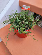 Ceropegia linearis String of needles