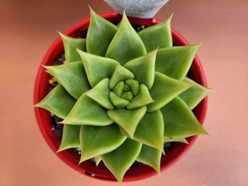 Echeveria Contapec green